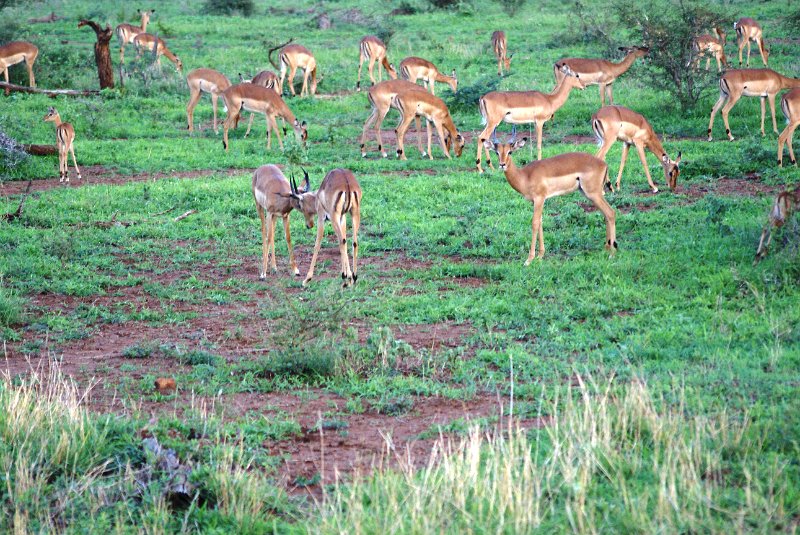 Pic (164).JPG - Impalas                     